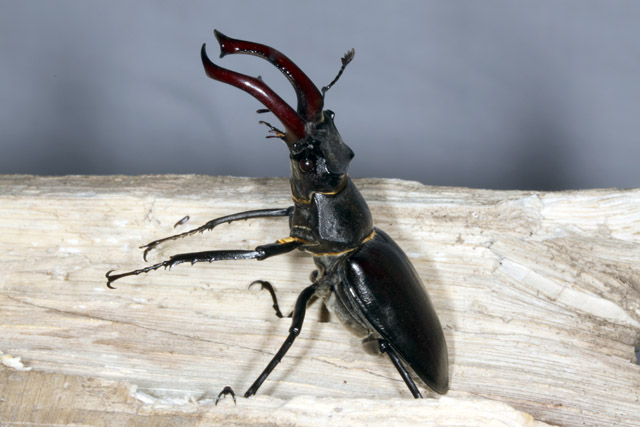 Lucanus cervus - Copyright Denis Bourgeois